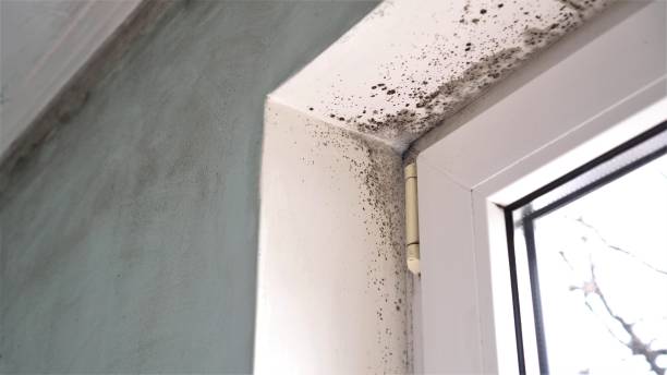 Best Residential Mold Remediation in Minneapolis, KS