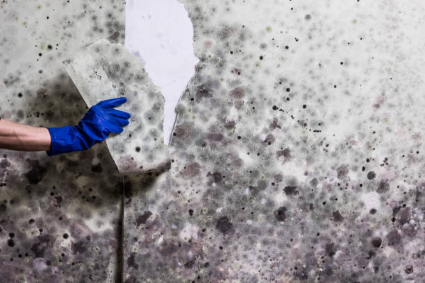 Professional Mold Remediation in Minneapolis, KS
